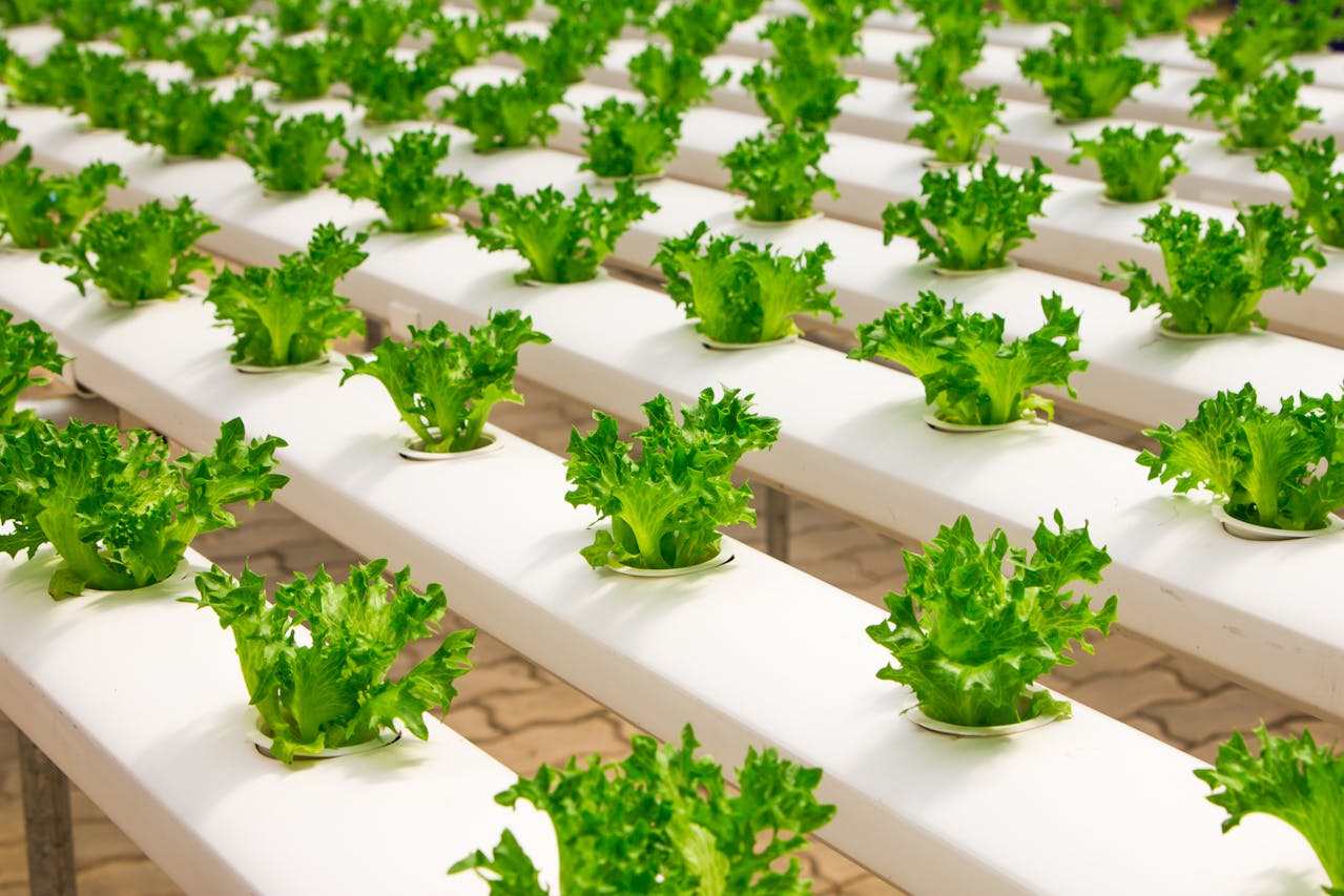 Professional food plant cleaning services in Markham